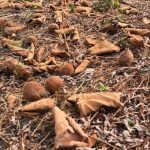 新潟県、８月から全く雨が降りません。からからに乾いています。実りの秋を目前に、キュウイの実も萎れて落ちてしまって居ます。