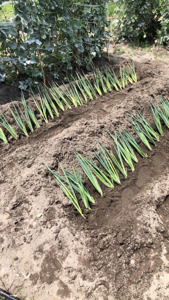 春が来て、順番に作物を植えていきます。今回は長ネギを植えます。 独特な植え付けですね。