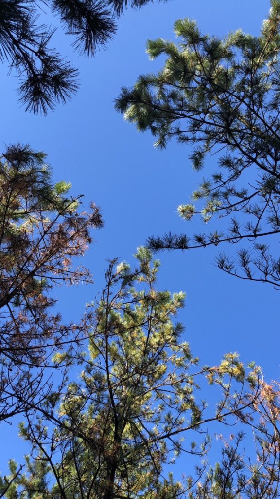 松林、上を見上げれば雲一つ無い青空が。